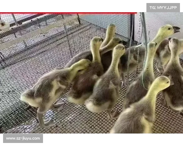 马卡:特狮有权不公开医疗报告 多项法律条文为其提供支持 马卡:特狮有权不公开医疗报告 多项法律条文为其提供支持